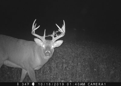 2019 Trailcam