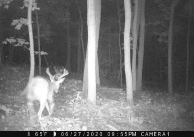 2020 Trailcam